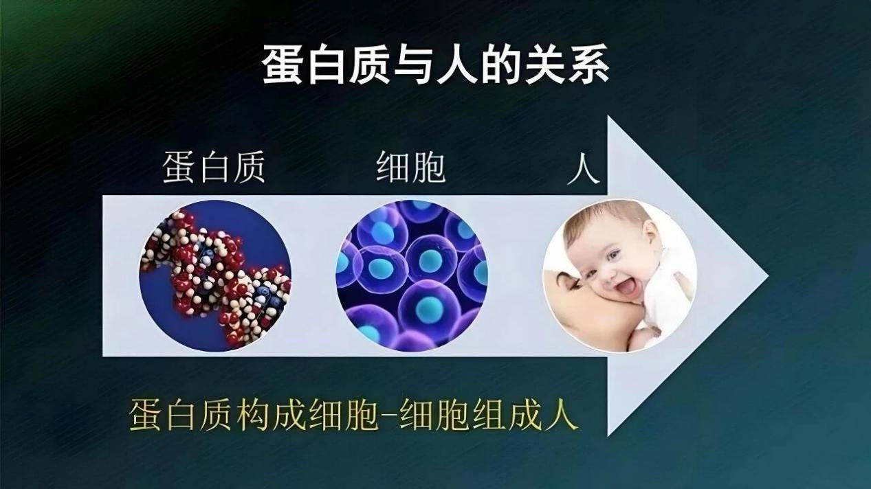 正开元肽科普：相比蛋白质，“肽”为什么更受欢迎？