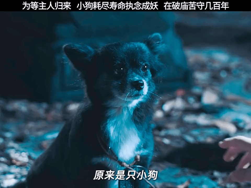 对于小狗来说,等待主人,就是它贯穿一生的使命! 哪怕是走到生命的尽头#电影妖神令 #妖神令百妖之城世界观