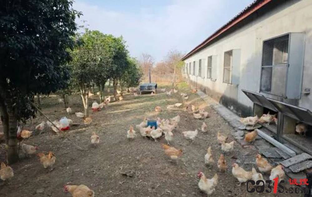 远方好物深陷售假"罗生门":一场围绕“红标鸡”的持久维权战(图2)