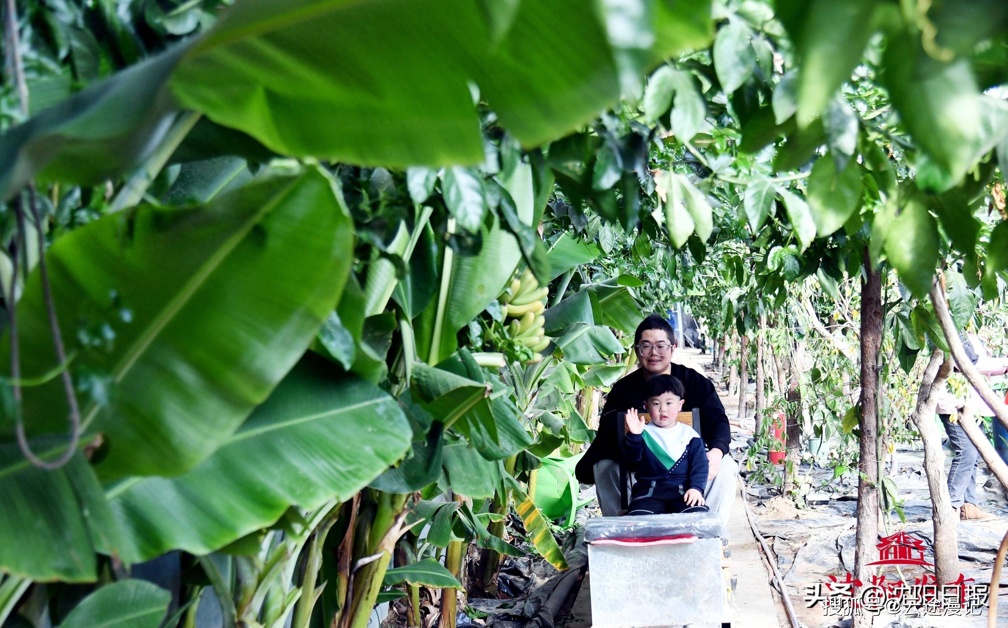 沈阳这热带水果采摘园绝了！珍稀嘉宝果似宝石，草莓赛玛瑙