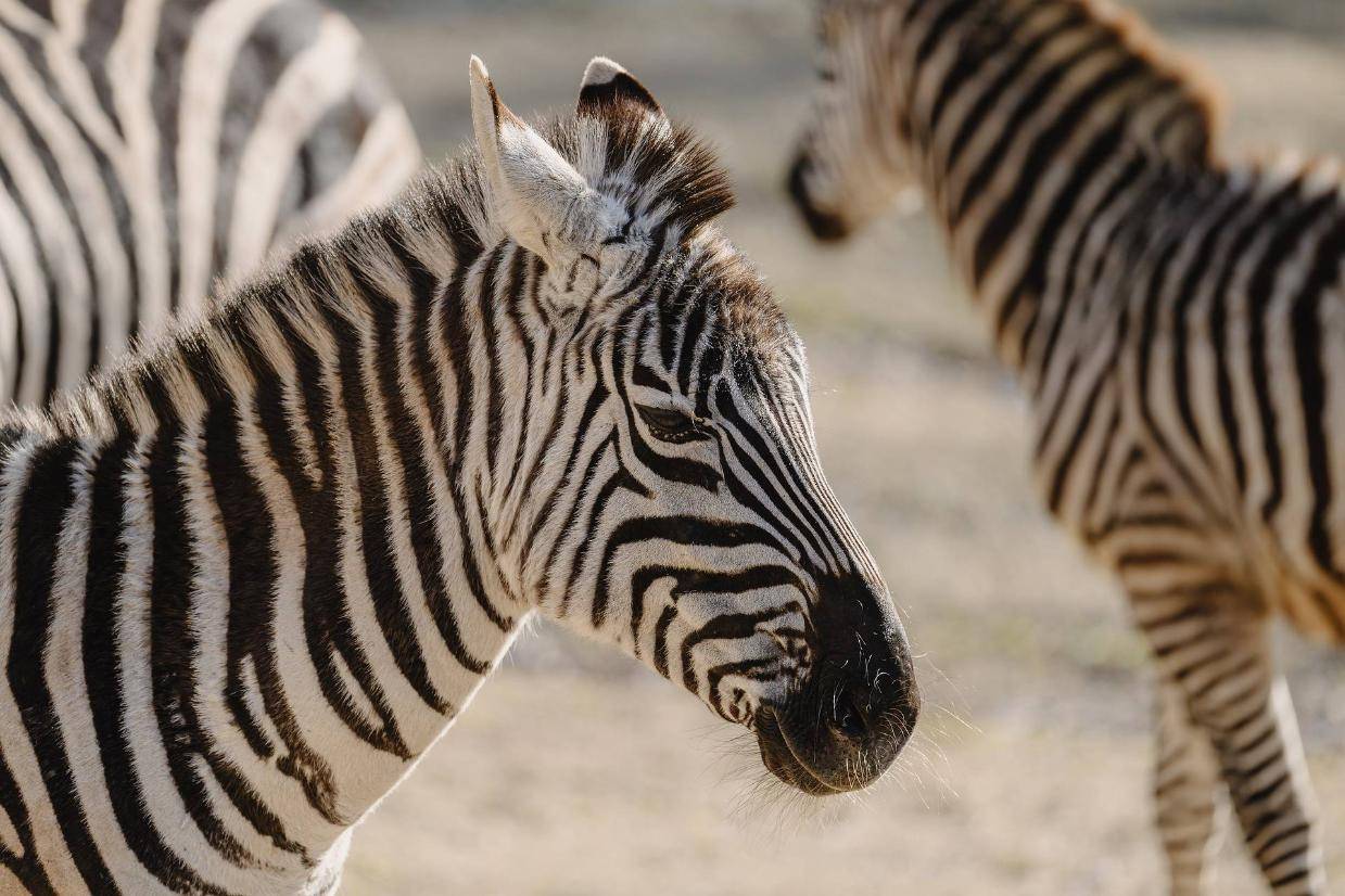 2026年小程序商城选谁？这几家公司脱颖而出