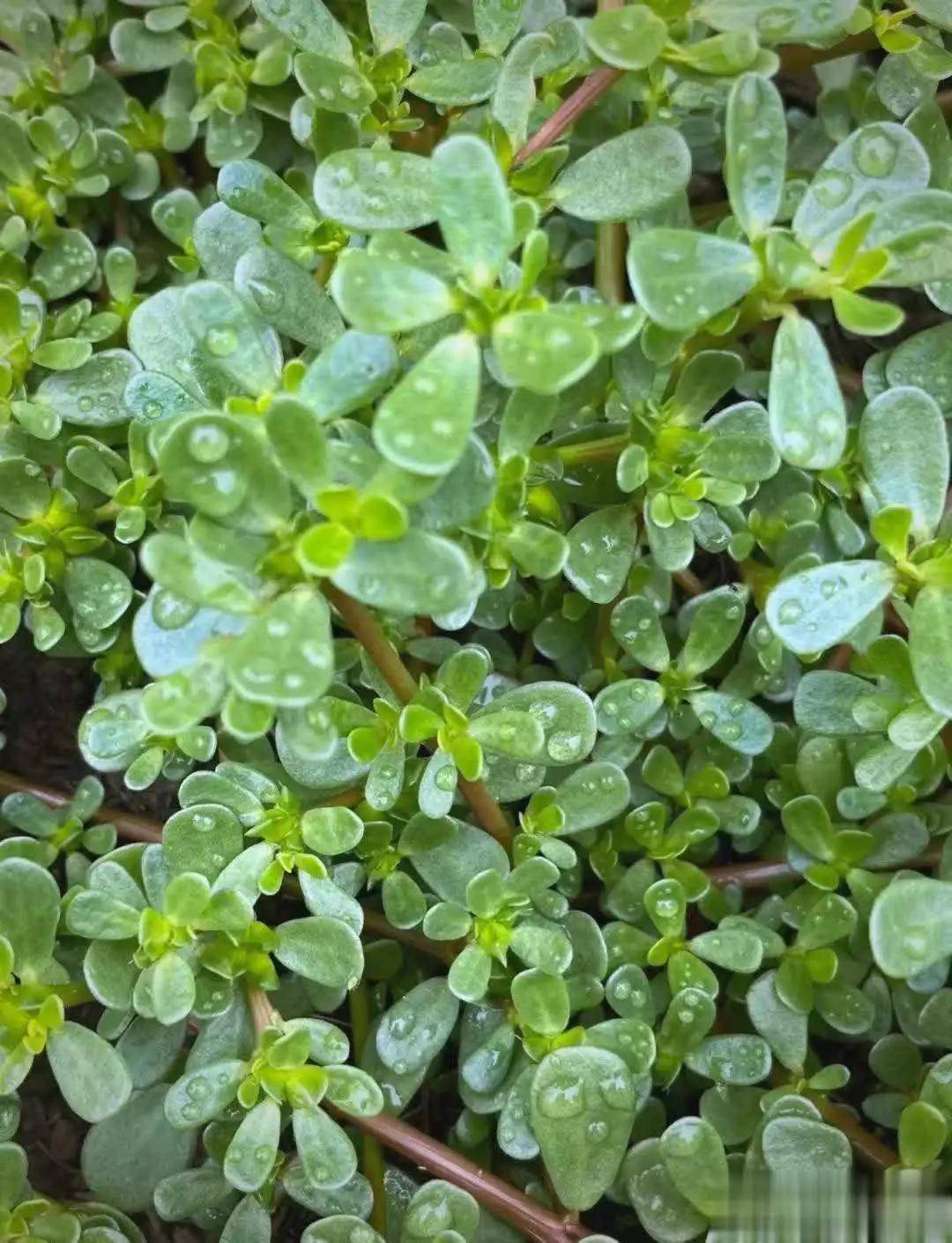 苦菜——败火润肠小能手苦口利于病苦菜清热解毒凉血润肠能改善