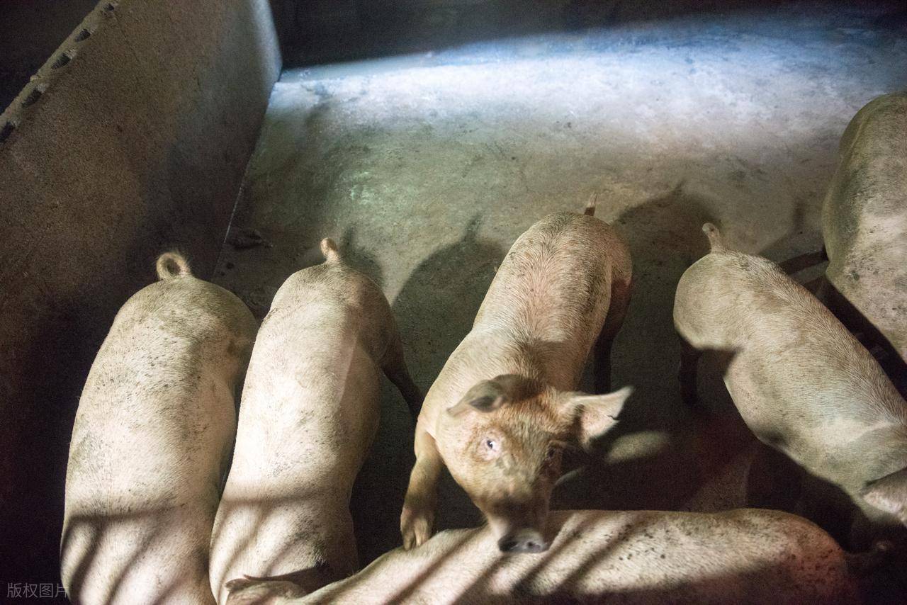猪圈的建设与设计图片_猪的行为模式与感知世界_猪圈环境与动物福利