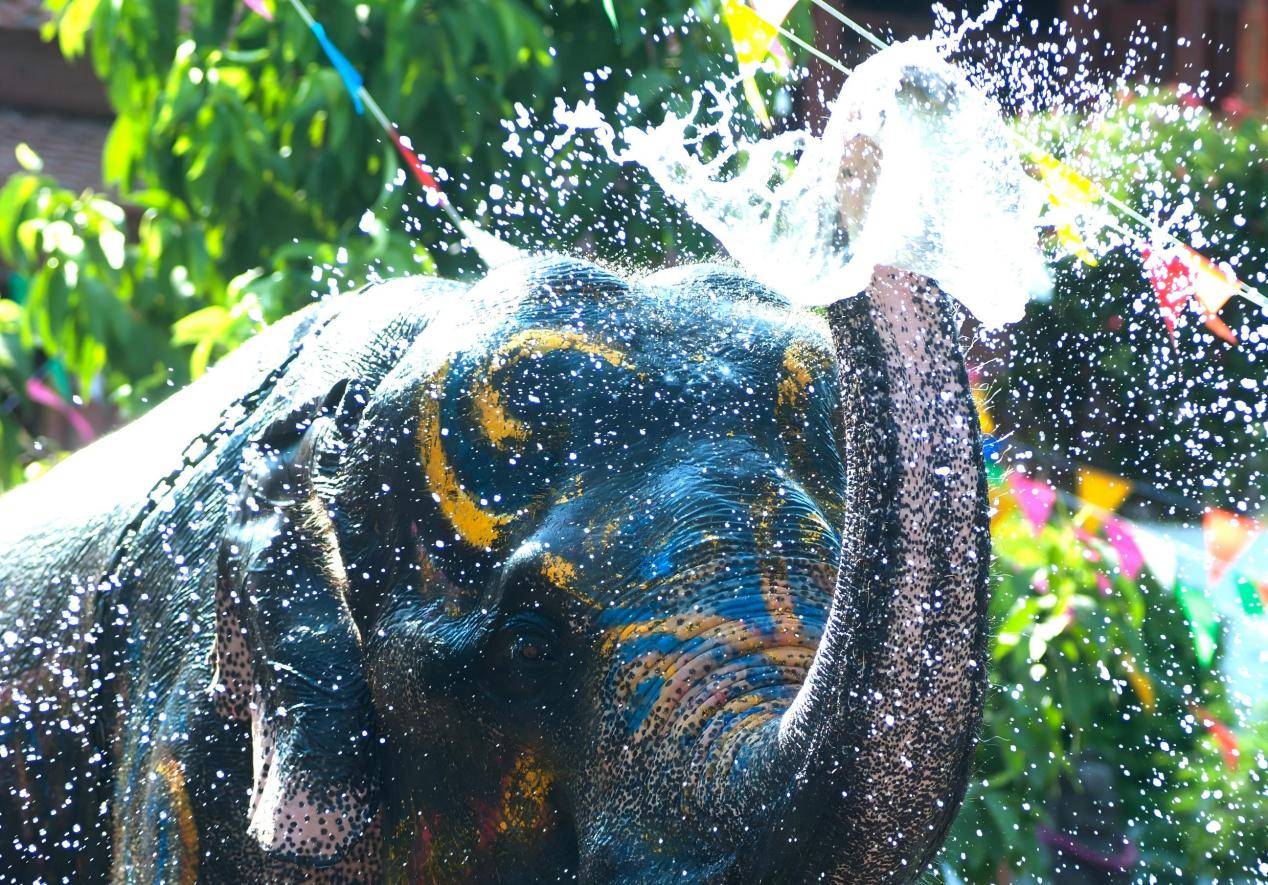 花瓣素材_小象泼水。_169558609(1)