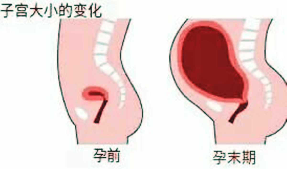 怀孕子宫变多大？这些变化超出了想象