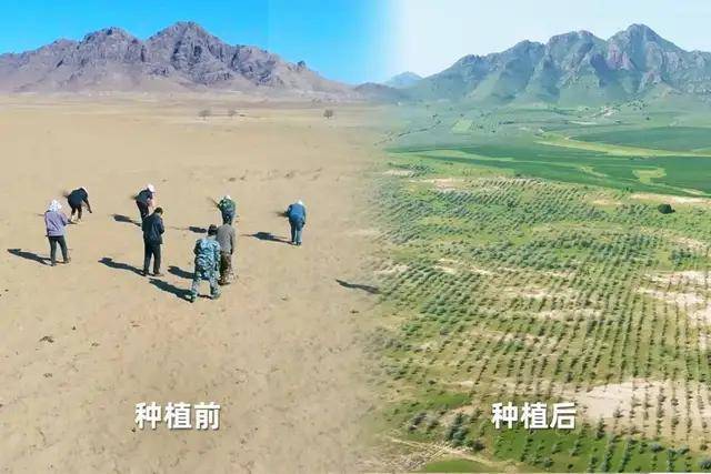 10岁的蚂蚁森林，成为互联网最“慢”的项目