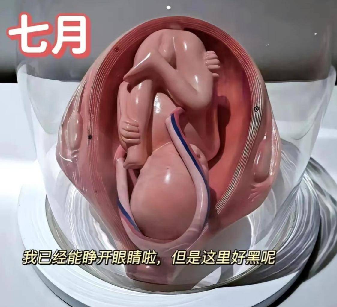 怀胎十月,胎宝如何悄悄长大？建议准爸妈收藏