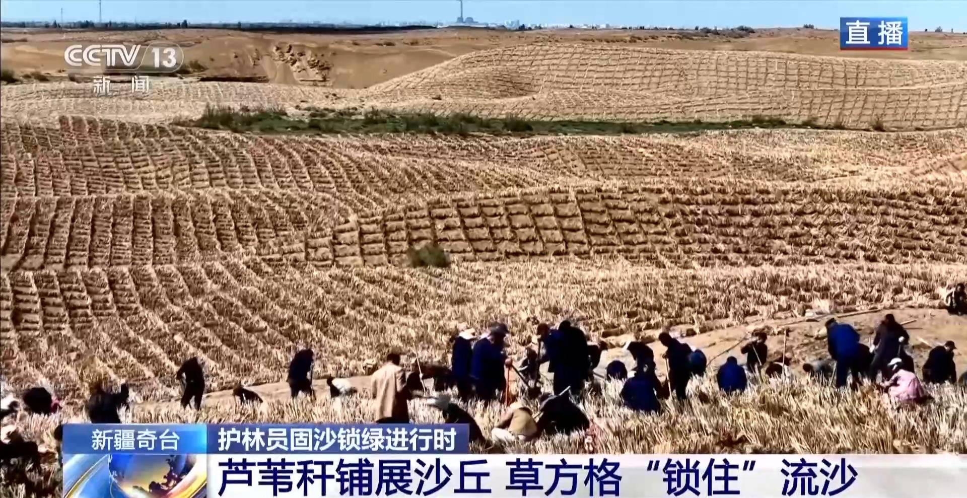 視頻丨沙海變花海 揭秘古爾班通古特沙漠的“鎖沙”密碼海報