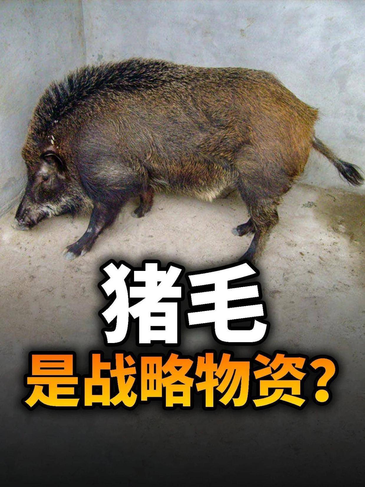 猪毛居然是战略物资?二战日德英美猪鬃争夺战!