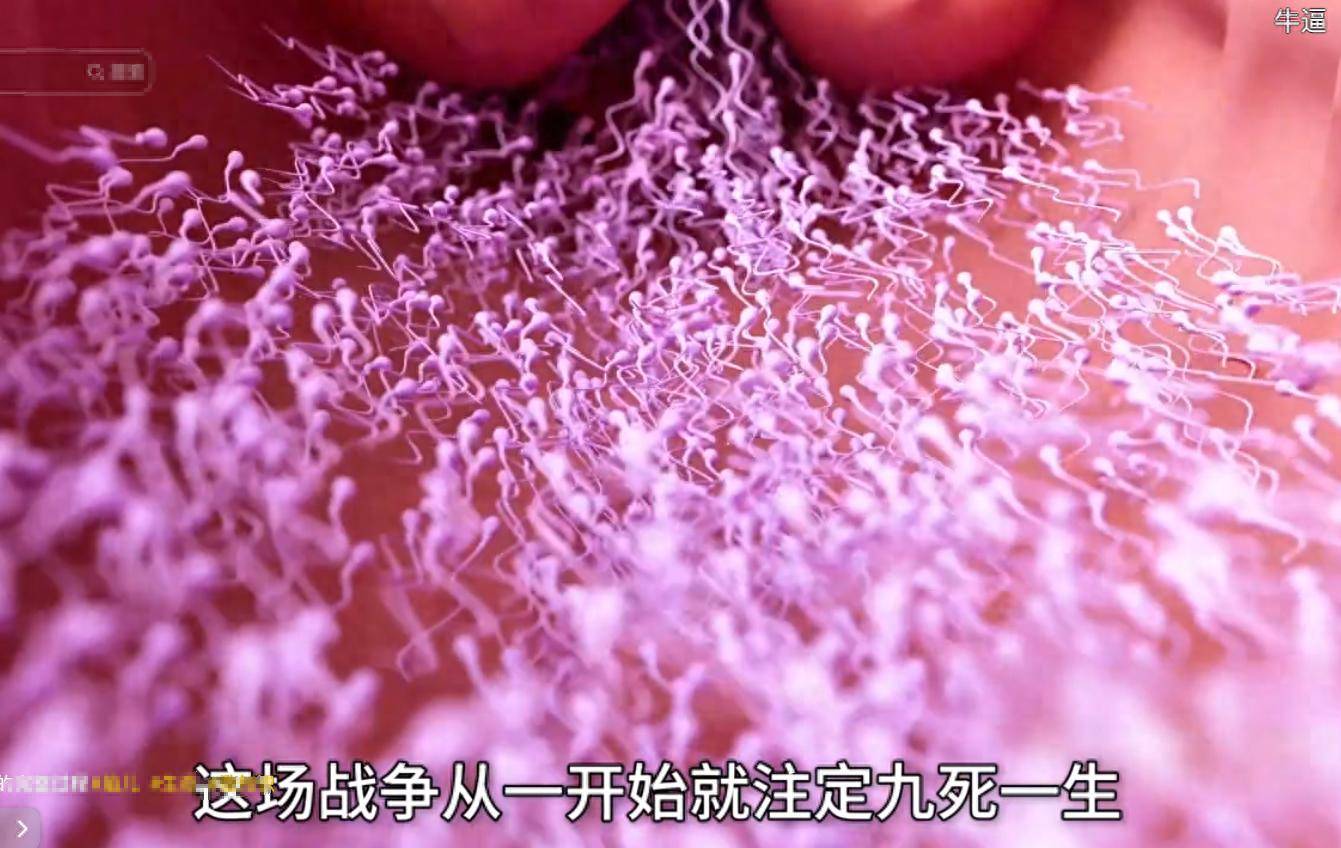 胎儿在母体内发育的全过程是如何的？感