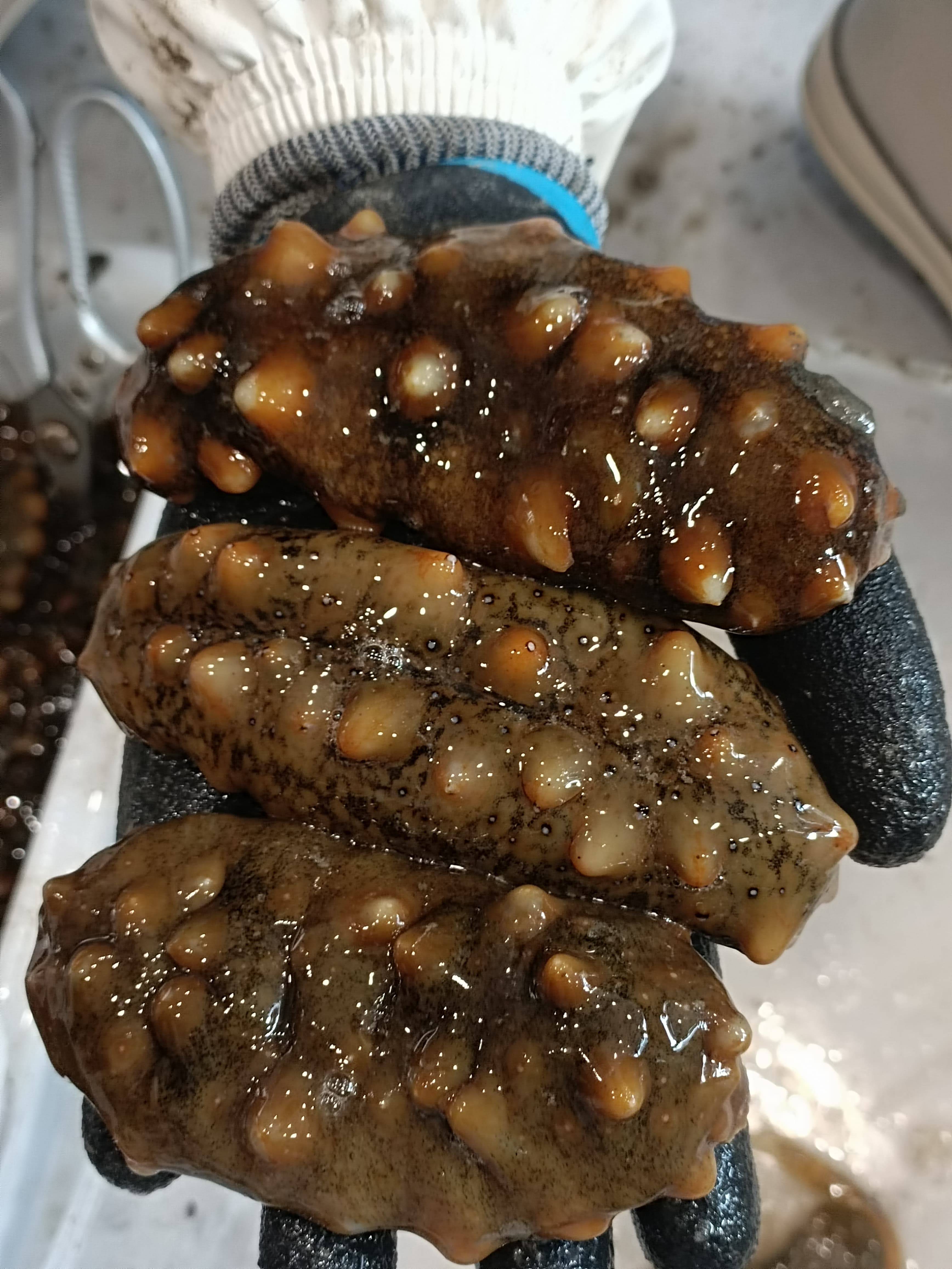 淡干海参和即食海参怎么选?看完这篇不纠结