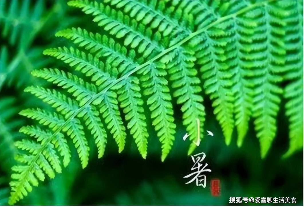 原创            “小暑不排毒，身体一年堵”，明日小暑，5种天然排毒菜记得要吃！