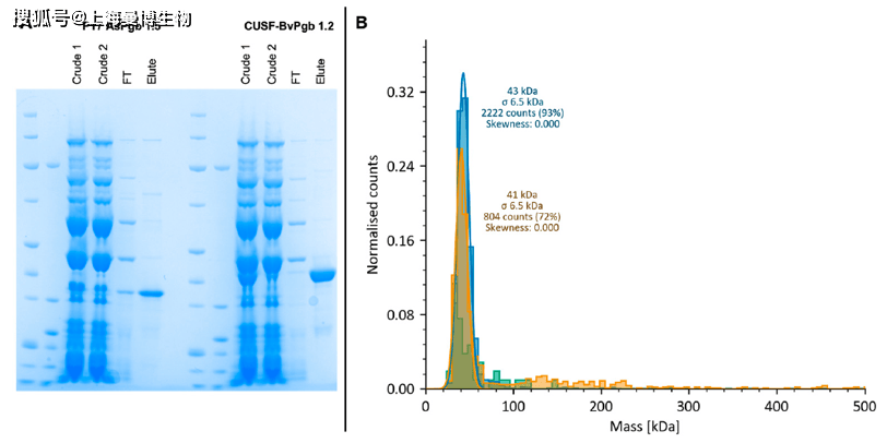 P17-AsPgb 1.5（31 kDa）与CUSF-BvPgb 1.2（38 kDa）放大产物及寡聚状态表征