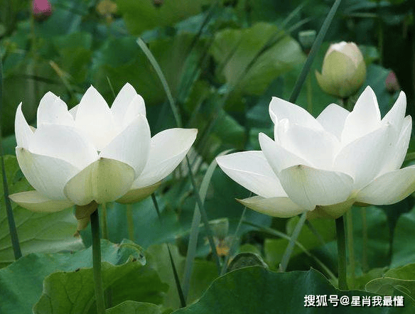 8月18日开始,福星高照,4属相财源广进,事业顺利,前程似锦_财富_投资方面_挑战
