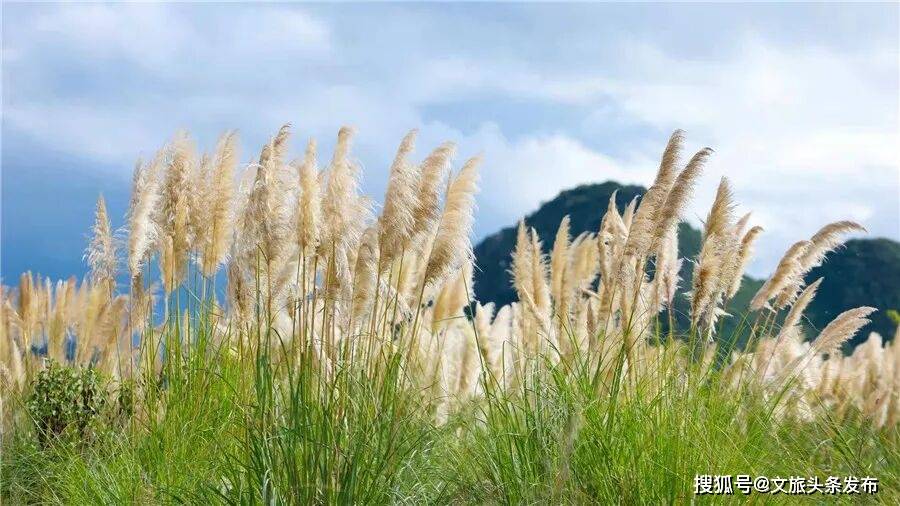 白露染蒹葭，去普者黑拍一组《诗经》写真
