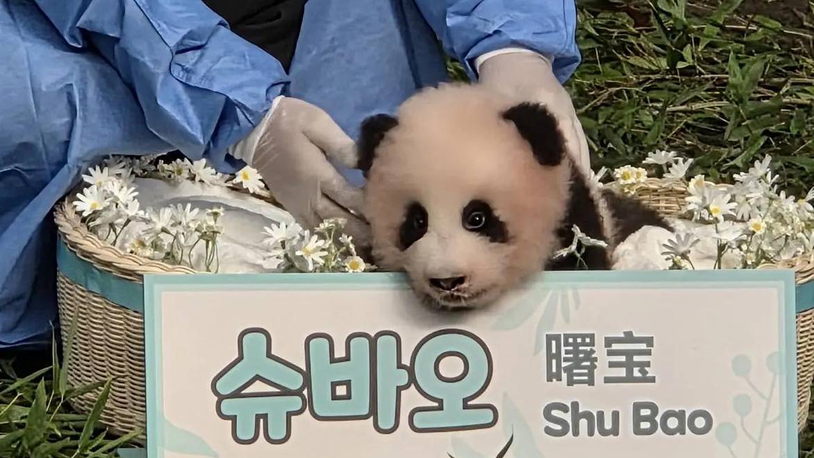 得名"曙宝" 在韩出生的第四只大熊猫宝宝百天啦