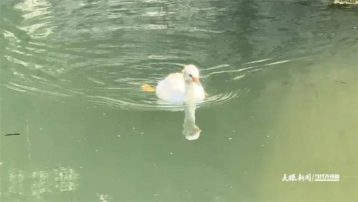 罕见白化小䴙䴘现身贵阳一水库
