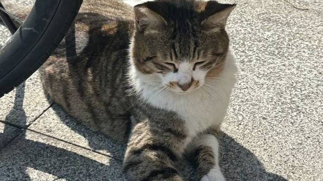 别再掉以轻心了！猫咪走丢后的真实心态，比你想象中更绝望