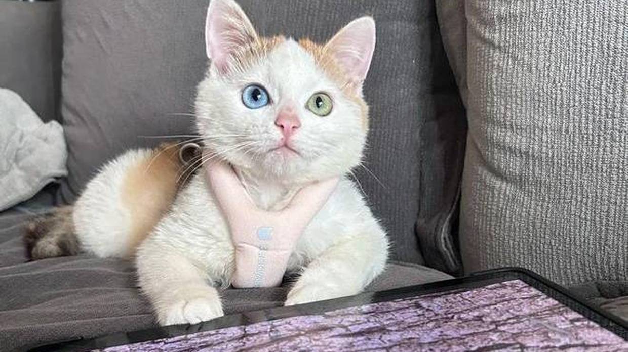 20元买的猫变“大魔王”，感觉心眼比我都多，原住民都怕了！