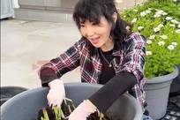 61岁张曼玉素颜刨土收芋头，自称城市农夫已七年，她把一生活成了诗