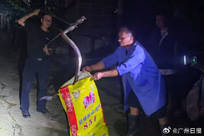 云南一条大蛇被放生后重返鸡舍偷吃