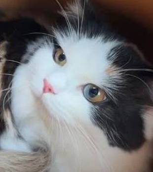 上班拼车遇到猫，人家还是猫咖“头牌”，现在连猫都这么拼吗？