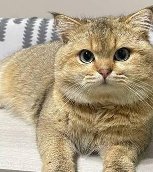 养猫“用力过猛”？你可能在好心办坏事，科学养猫要“适度偷懒”