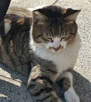 别再掉以轻心了！猫咪走丢后的真实心态，比你想象中更绝望