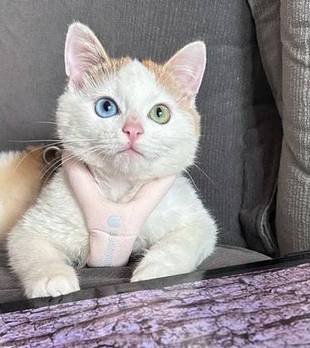 20元买的猫变“大魔王”，感觉心眼比我都多，原住民都怕了！