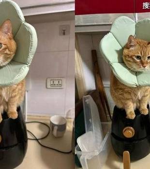 猫咪是会“预判”的！涂完药膏就坐锅里，连累我被妈妈罚刷锅！