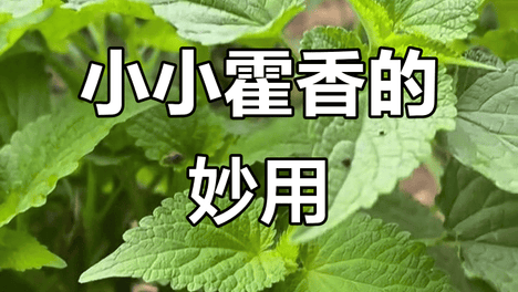 藿香正气水的妙用(上)