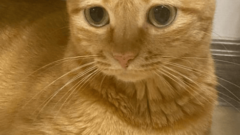 猫咪揣手手：解读小猫保暖与信任的秘密
