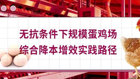 无抗条件下规模蛋鸡场综合降本增效实践路径