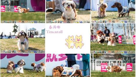 春日萌宠盛宴｜泰满嘟与30+西施犬宝贝共度“花儿与西施”美好时光