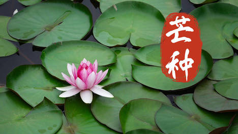 明日芒种，有钱没钱别忘：1要送，2不做，吃3样，寓意五谷丰登，家人安康度夏