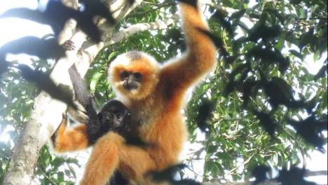 首次，外号“五爪金龙”现身保梅岭，对海南意味着什么？