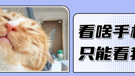 猫咪为什么喜欢挡着人看手机？