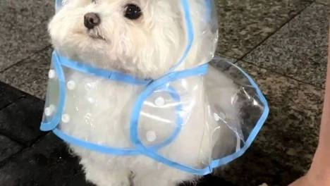 网友给狗子买了件小雨衣，狗子穿上以后…啊啊啊可爱到爆！