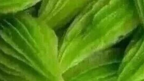 对肾非常好的一种蔬菜，5月不妨多吃，起夜少，人长寿，白天精神更好