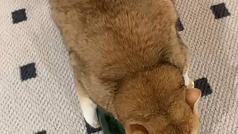 网友给毛孩买冬瓜降温，结果没看住状况百出…评论区劝网友忍忍，万一是雕刻天才呢…狗子：天不天才不知道，但家里矮冬瓜只能有我一个…