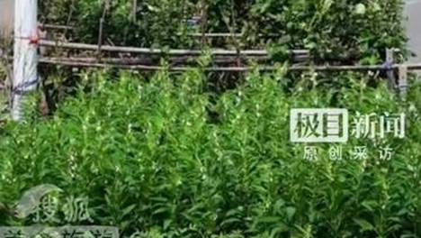 内容配图