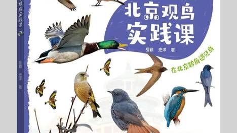 心悦阅读 活动招募 | 解锁城市飞鸟，《北京观鸟实践课》科普公益课堂