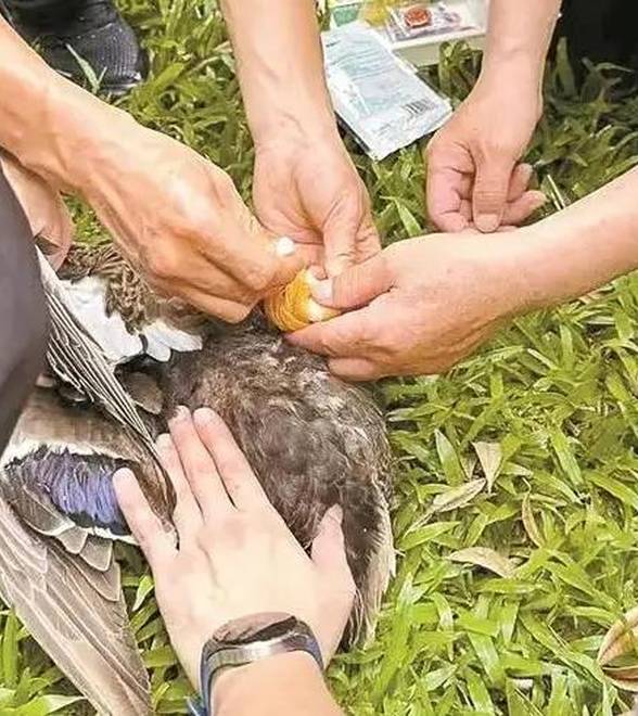 莲花山野鸭在市民合力下“解套”了