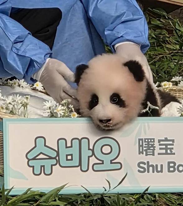 得名"曙宝" 在韩出生的第四只大熊猫宝宝百天啦