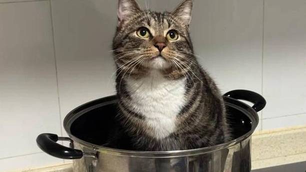翻遍全屋找不到猫，铲屎官都快急疯了，结果它在锅里看戏！