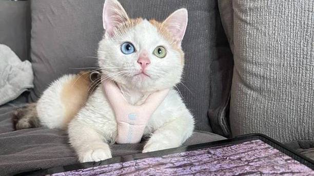 20元买的猫变“大魔王”，感觉心眼比我都多，原住民都怕了！