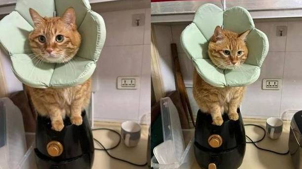 猫咪是会“预判”的！涂完药膏就坐锅里，连累我被妈妈罚刷锅！