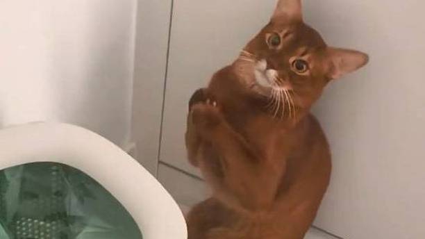猫咪翻垃圾桶被骂，立马拜拜“跪地求饶”，只因心爱的玩具被丢了
