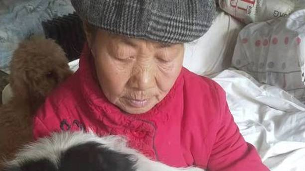 急！急！收养流浪猫狗24年的7旬老人该何去何从！