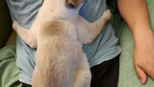为了不吵醒趴在背上的猫，竟然这样去拿水杯……网友：你俩过得到一块去！